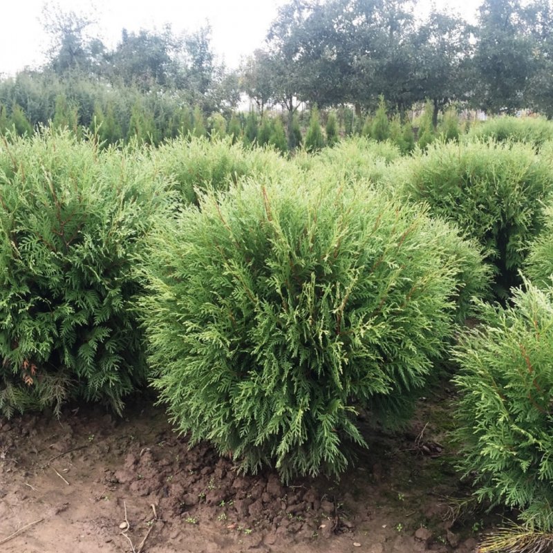 Thuja occidentalis 'Pincushion'