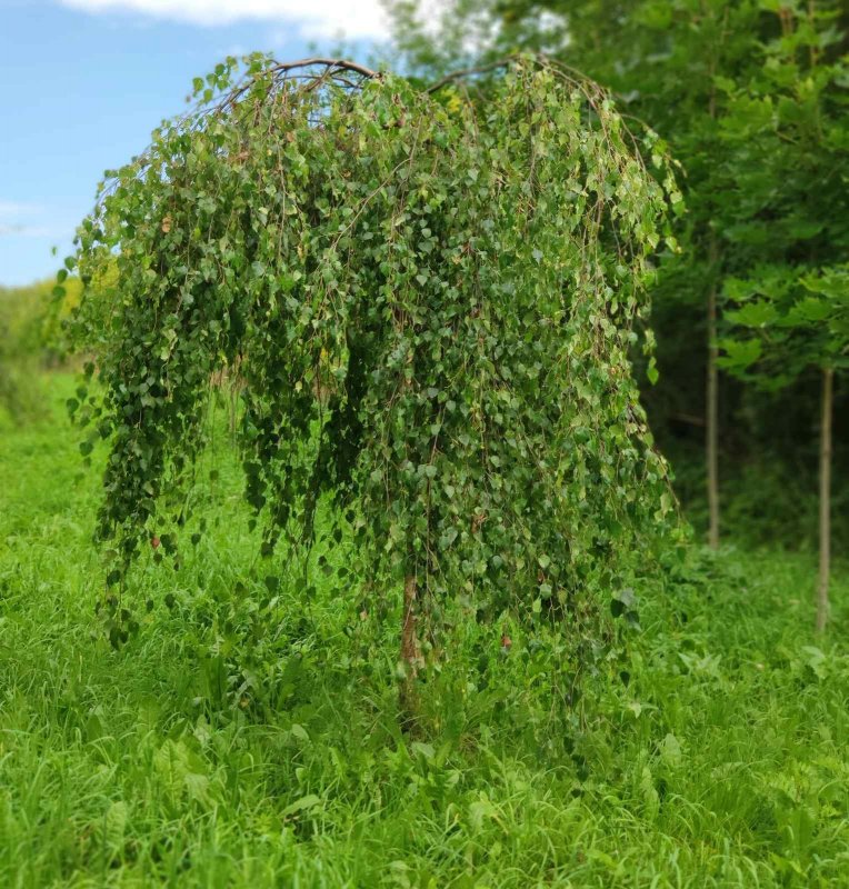 Береза повислая Юнги Betula pendula Youngii