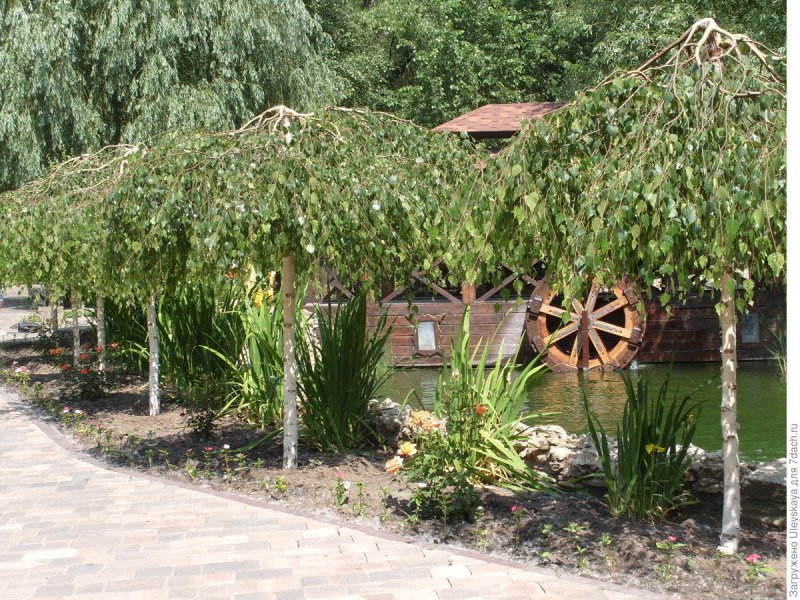 Береза повислая Юнги Betula pendula Youngii