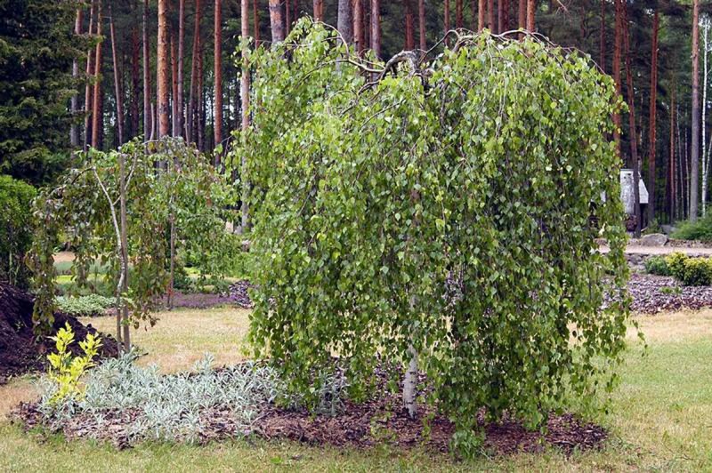 Ива плакучая декоративная карликовая