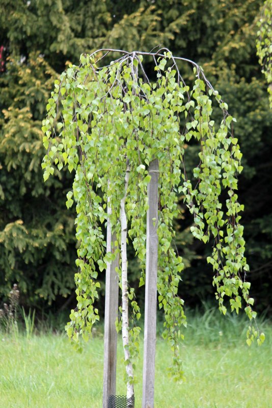 Береза повислая Betula pendula