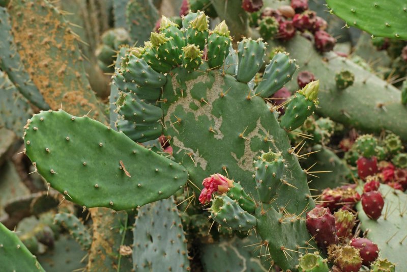 Опунция Бергера (Opuntia bergeriana)
