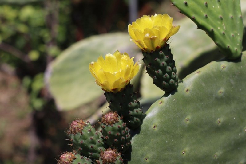 Опунция хуажопензис Opuntia huajuapensis
