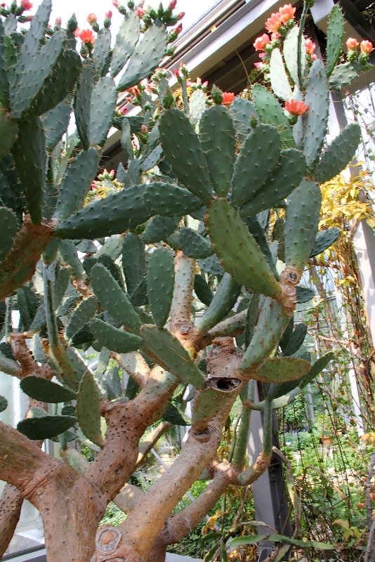 Опунция (Opuntia)