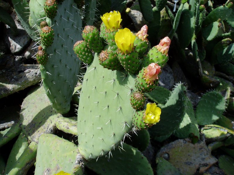 Опунция Госселина Opuntia gosseliniana