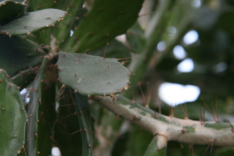 Opuntia Brasiliensis
