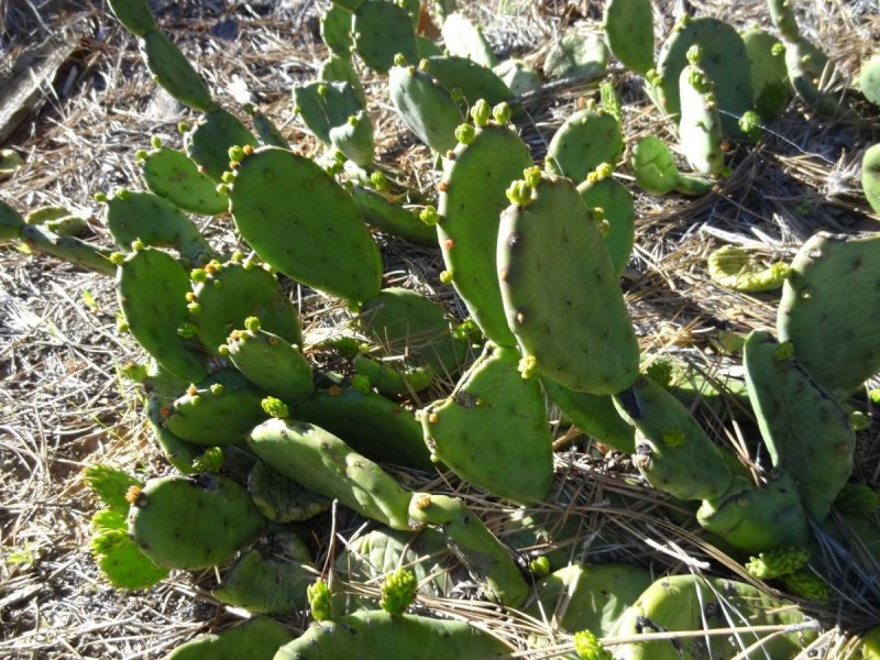 Opuntia Brasiliensis