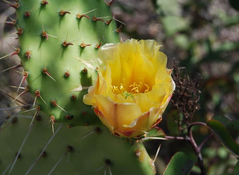 Opuntia polyacantha