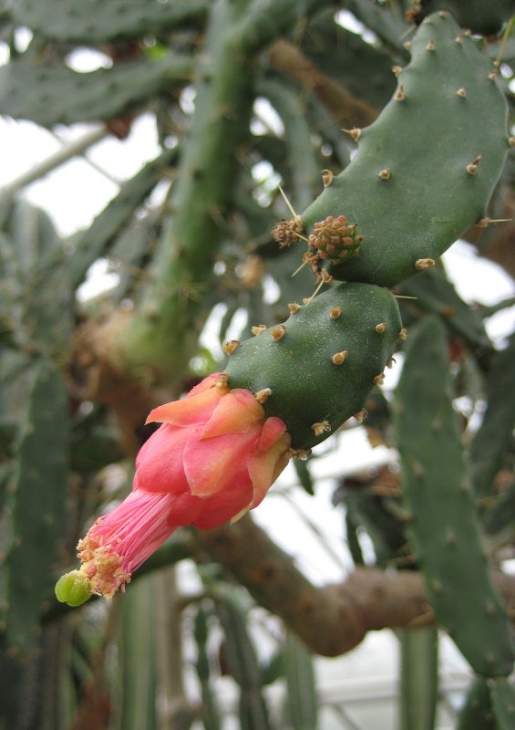 Цветок Opuntia что сделать чтобы не рос в высоту