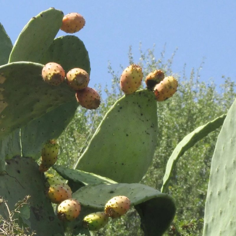 Опунция хуажопензис Opuntia huajuapensis