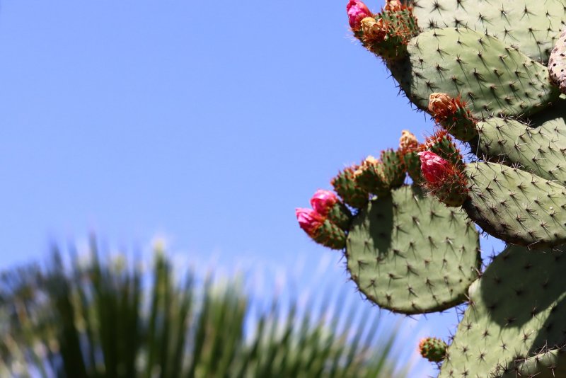 Opuntia каркас