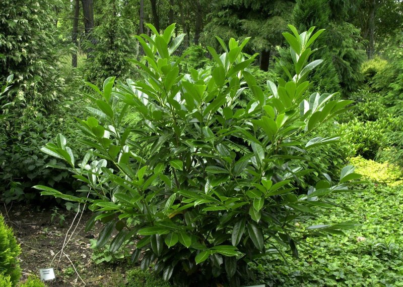 Лавровишня лекарственная – laurocerasus officinalis Roem.