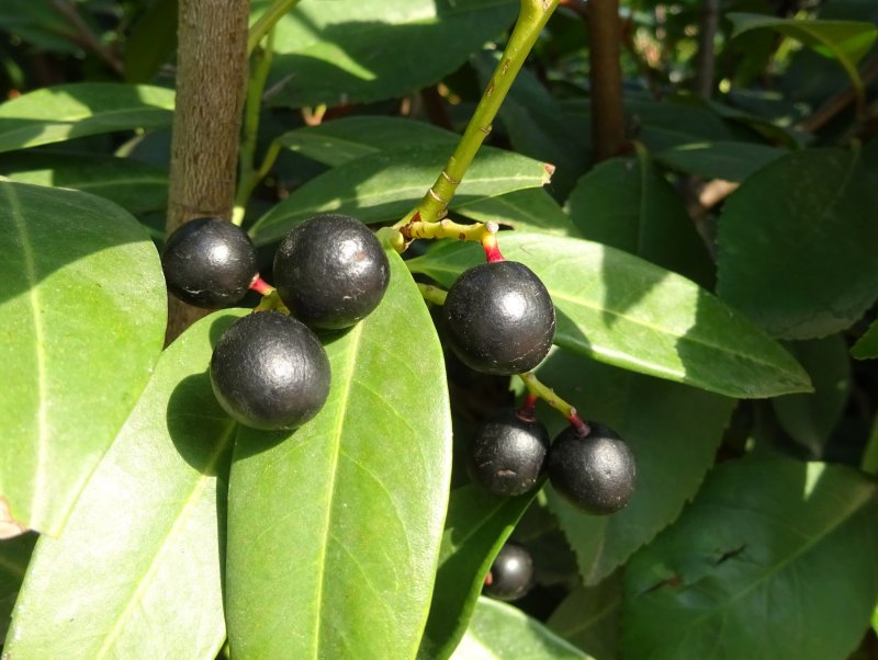 Лавровишня laurocerasus