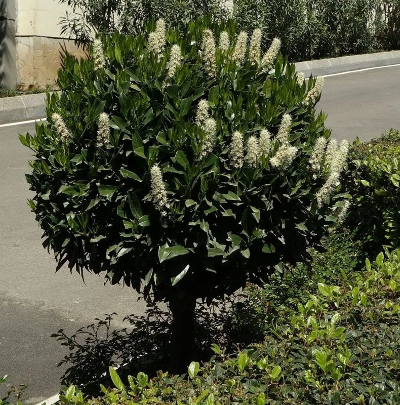 Лавровишня (laurocerasus officinalis)