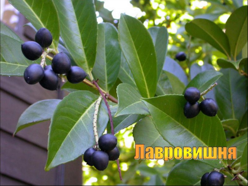 Лавровишня Клеопатра