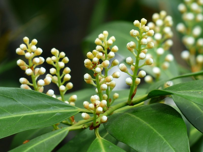 Лавровишня (laurocerasus officinalis)