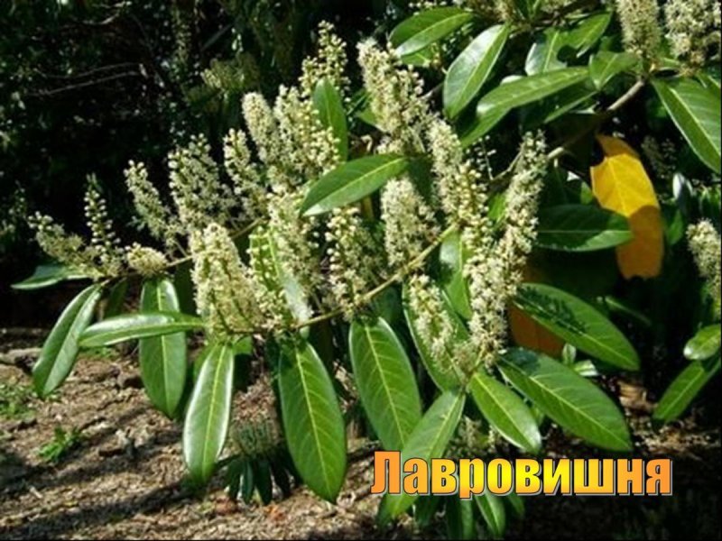 Лавровишня laurocerasus