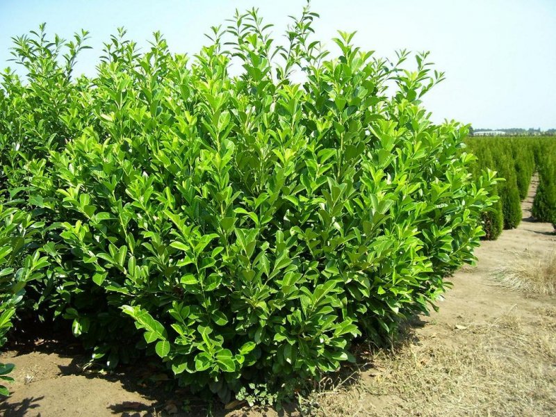 Лавровишня laurocerasus