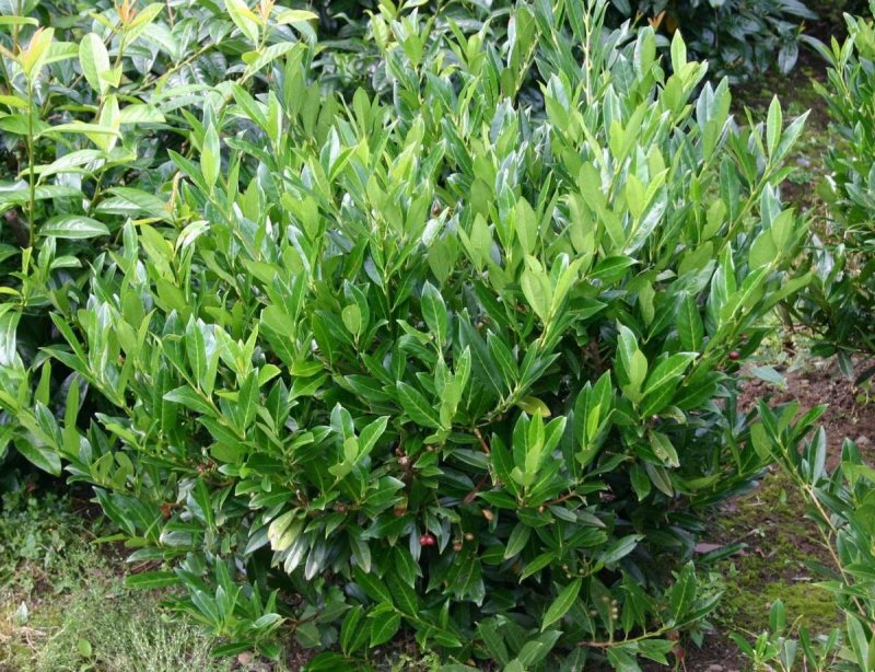 Лавровишня (laurocerasus officinalis)