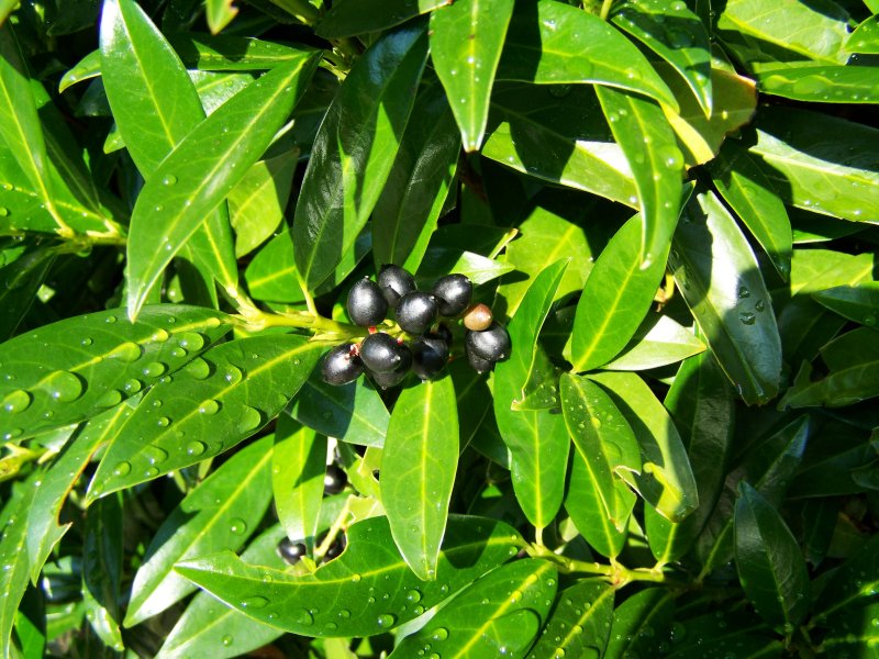 Лавровишня лекарственная - laurocerasus officinalis