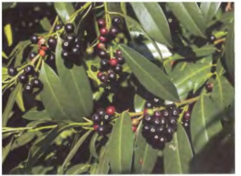 Лавровишня (laurocerasus officinalis)