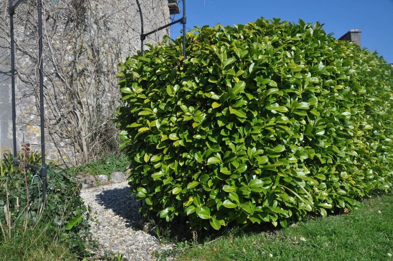 Лавровишня (Prunus laurocerasus).