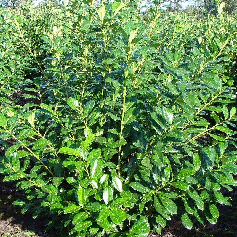 Лавровишня (laurocerasus officinalis)