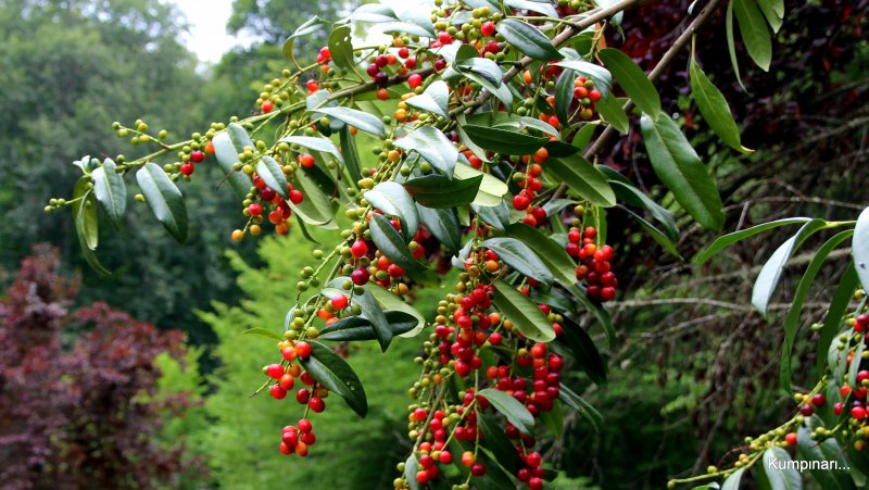 Prunus laurocerasus 'Caucasica'