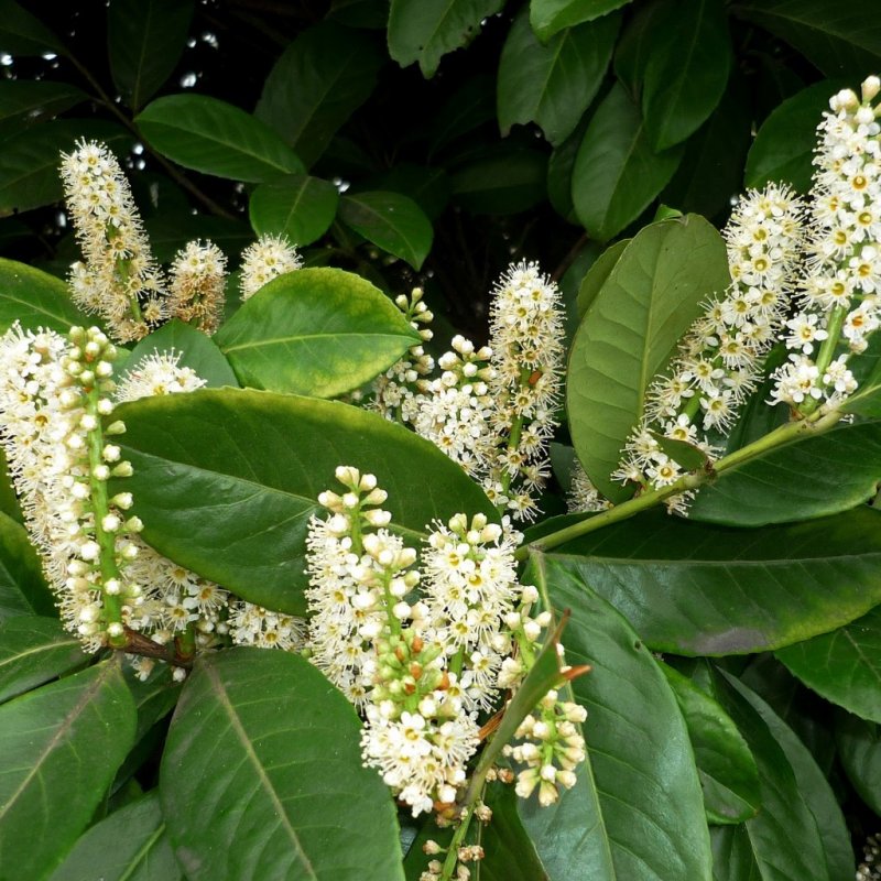 Laurocerasus officinalis