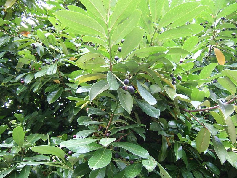 Prunus laurocerasus 'Caucasica'