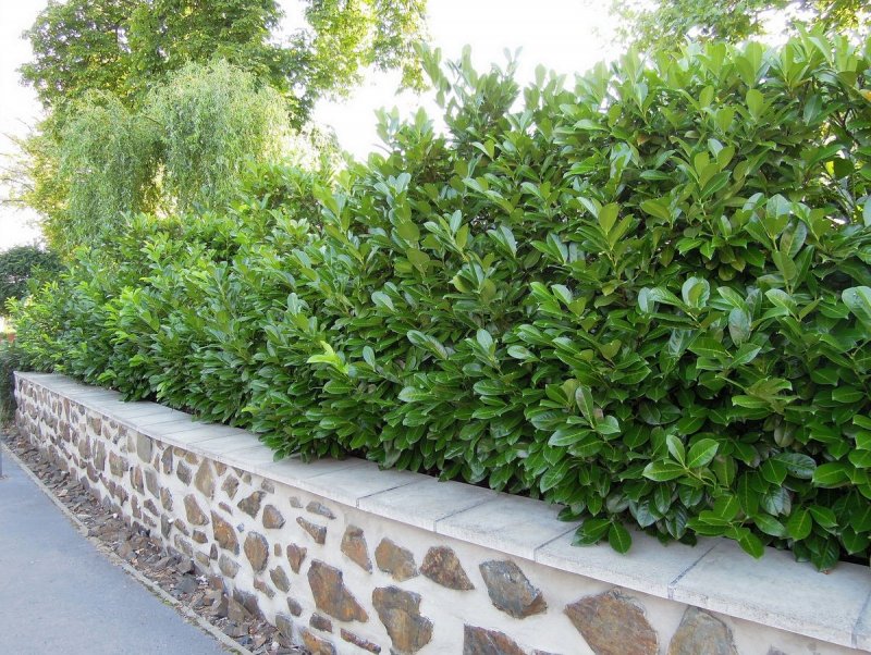 Лавровишня лекарственная – laurocerasus officinalis Roem.