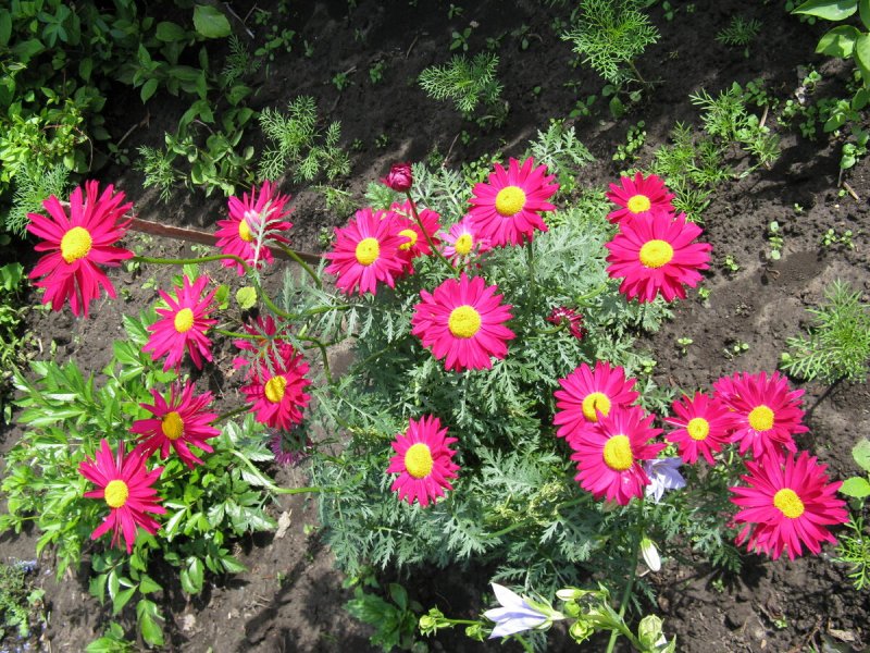 Пиретрум (пижма) девичий (Tanacetum parthenium)