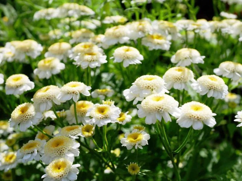 Pyrethrum Roseum