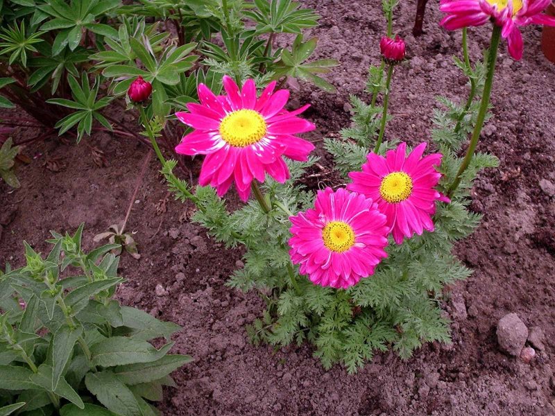 Пиретрум девичий (Tanacetum parthenium)