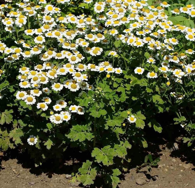 Пиретрум parthenium