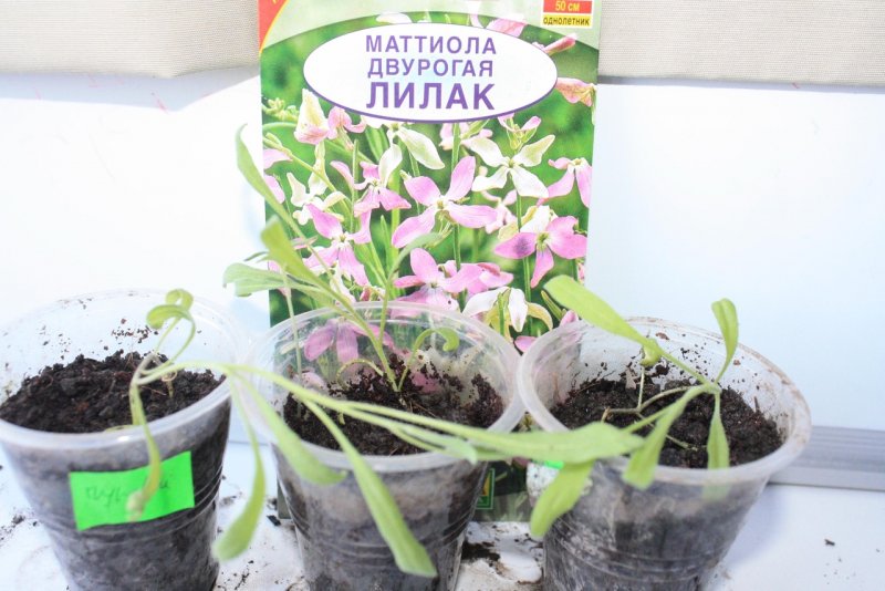 Маттиола Лилак