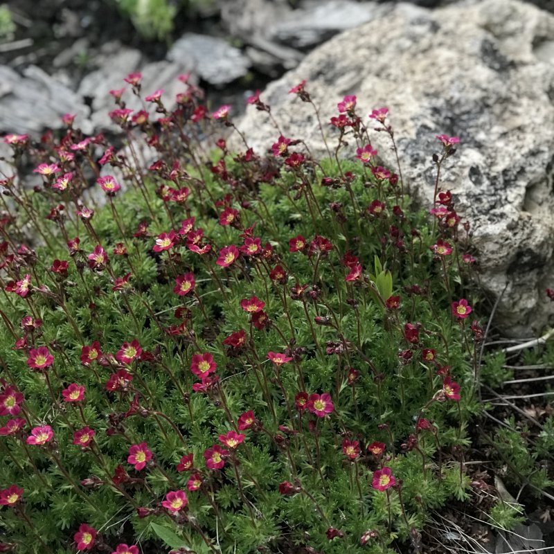 Камнеломка Saxifraga Alpino early Pink