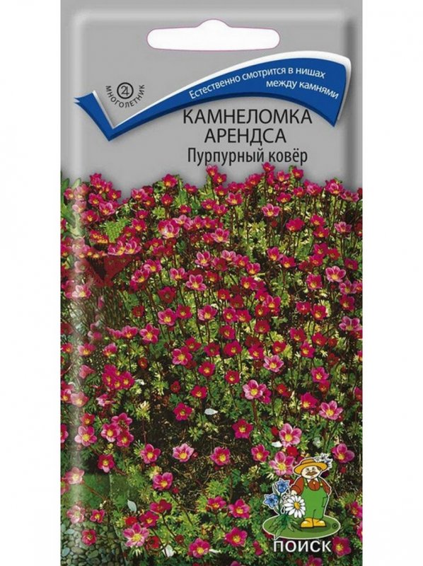 Камнеломка Арендса пурпурный ковер
