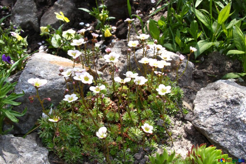 Камнеломка щетинистая (Saxifraga setigera Pursh)