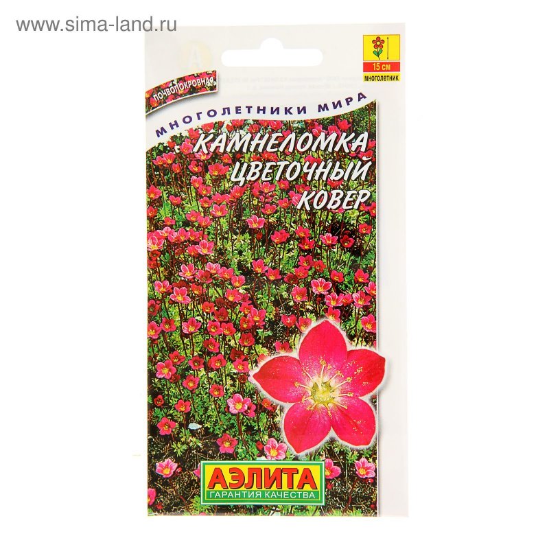 Цветы камнеломка цветочный ковер "Аэлита"
