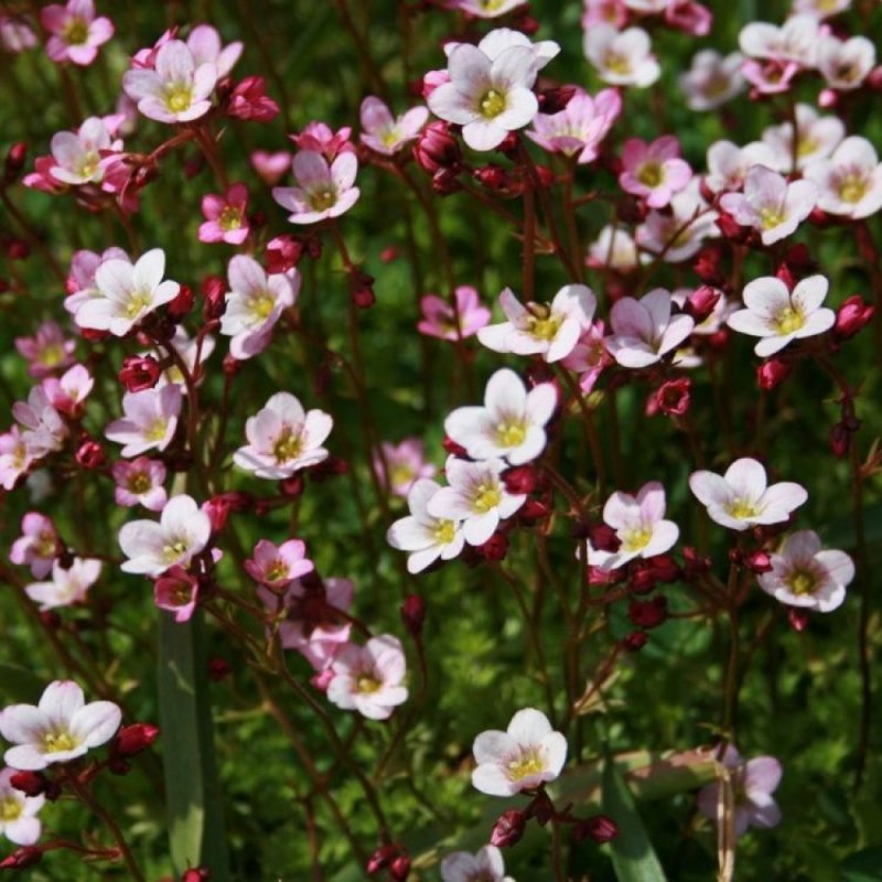 Saxifraga Windscreen