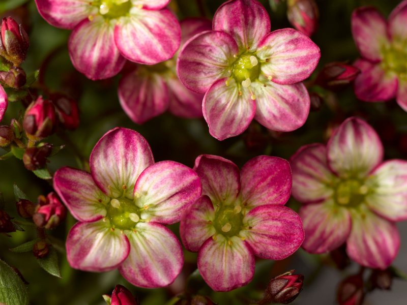 Saxifraga arendsii Peter Pan