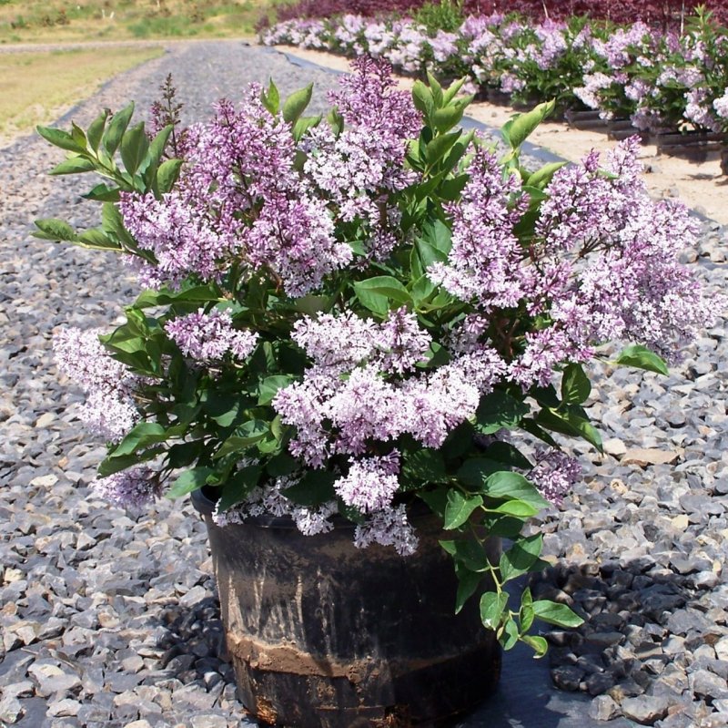 Сирень Джози, Syringa `Josee`