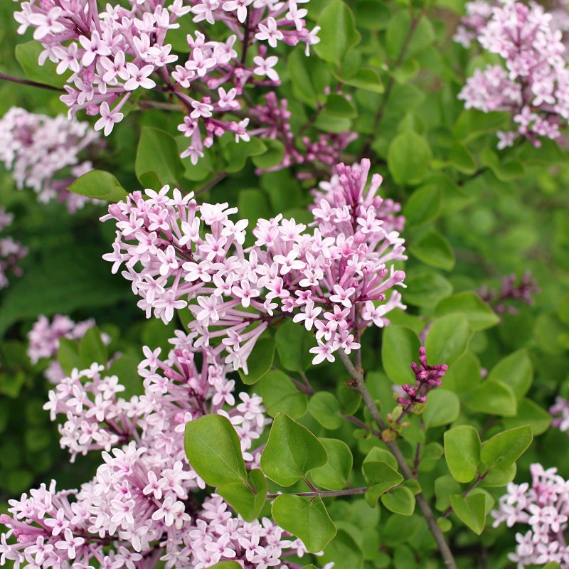 Syringa meyeri