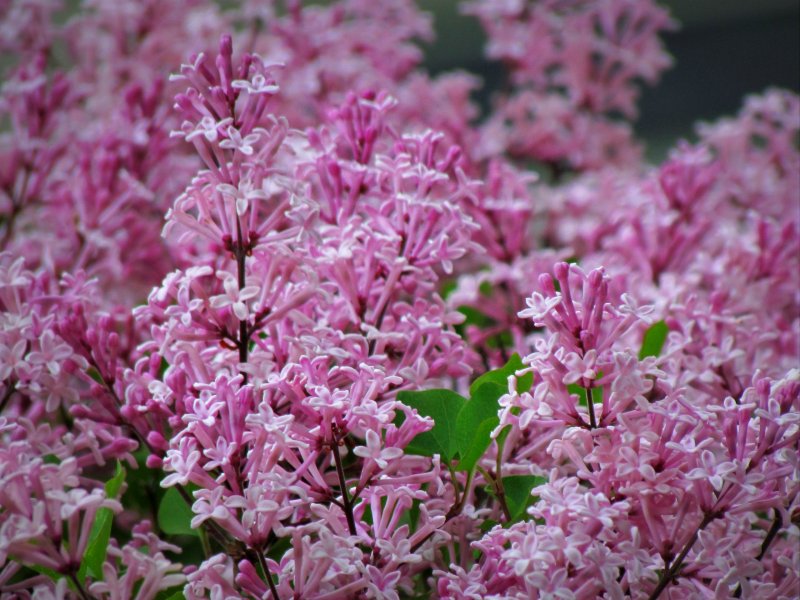 Сирень Мейера Syringa meyeri «Palibin»