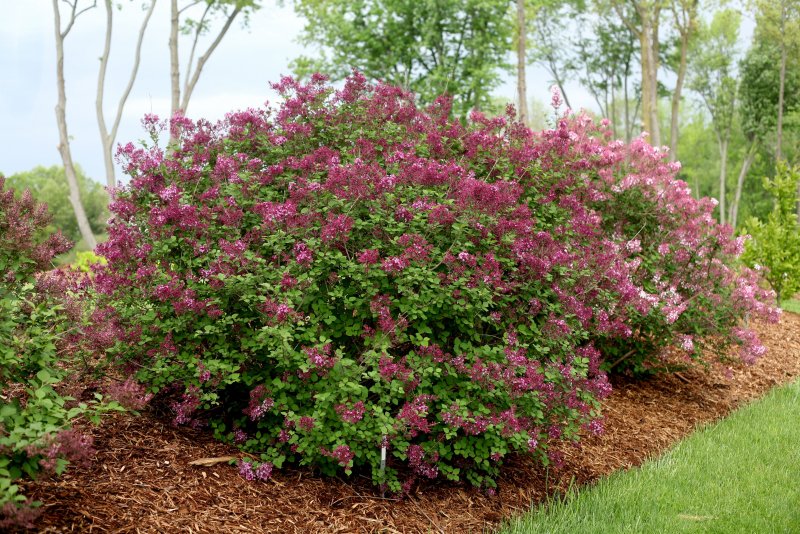 Сирень Мейера Bloomerang Purple