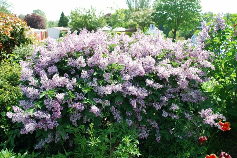 Сирень мохнатая (s. villosa)