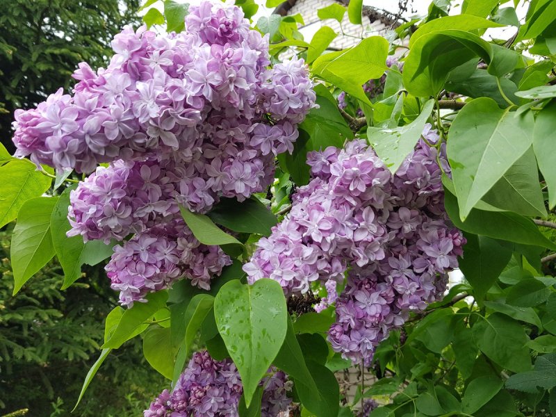 Syringa vulgaris сирень