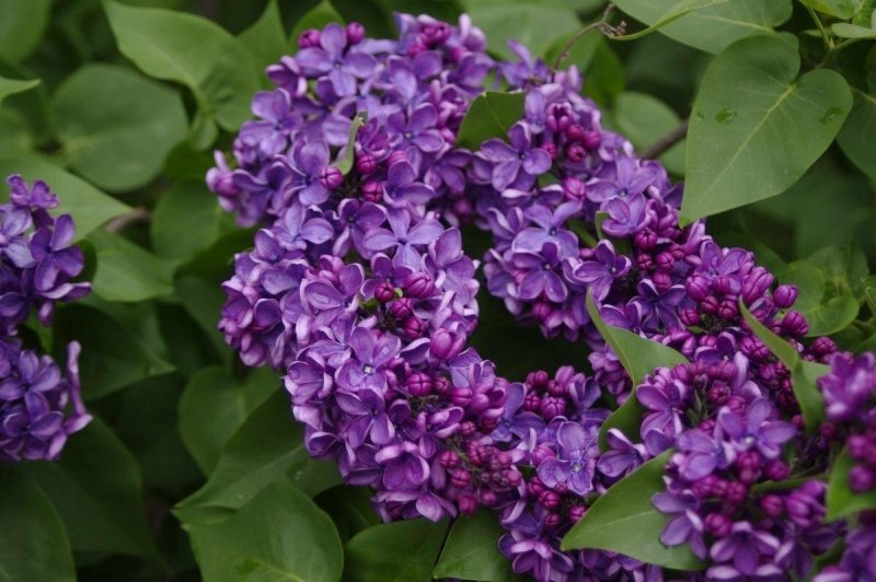 Сирень Вольфа Syringa wolfii