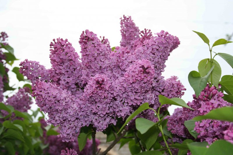 Кустарниковая сирень